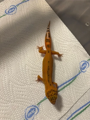 Leopardgecko's (0.3) Bild 2