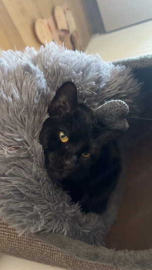 katze sucht dringend neues zuhause 