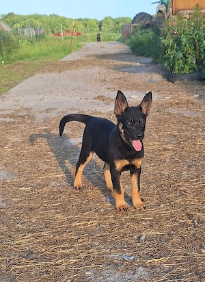 Kelpiemischling 