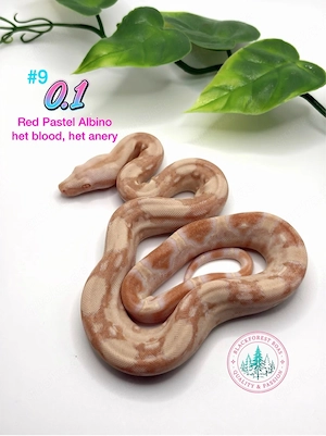 Sharp red pastel albino het opal (het blood) het anery (het snow,d.h. ice opal) boa imperator