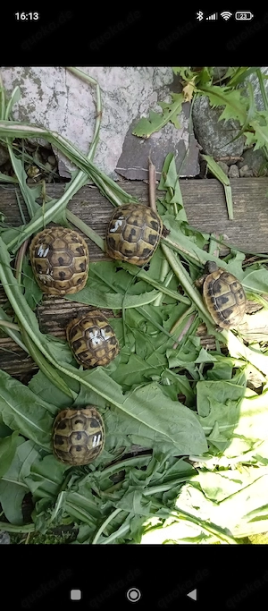 Griechischelandschildkrote 