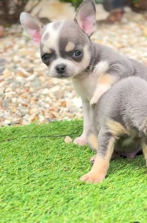 Charmante Chihuahua-Welpen auf der Suche nach 