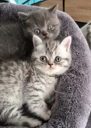 britisch kurzhaar bkh kitten 
