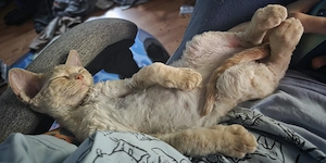 Devon rex Kitten männlich 13 Wochen Alt