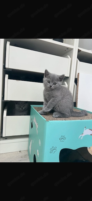 Bkh kitten 