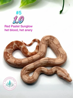 Sharp red pastel het fire opal (het blood) het anery (het snowglow, d.h. ice opal) boa imperator