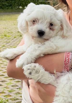 Bichon frisé Welpe 