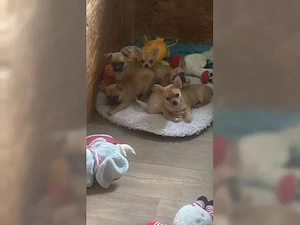 Wunderschöne Chihuahua-Welpen suchen ein liebevolles Zuhause