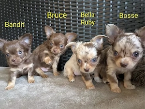 Verspielte Chihuahua-Welpen mit vollständigen 