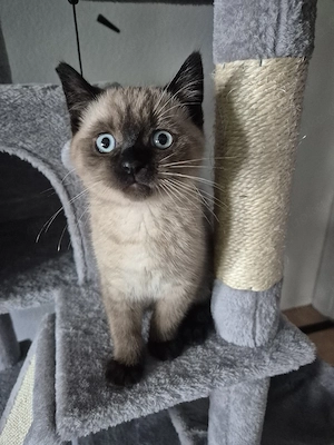 kater zu verkaufen 