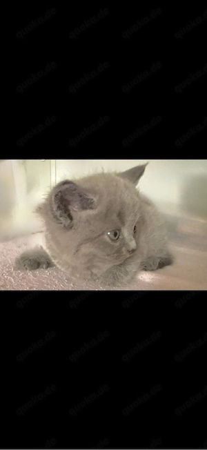 graue Bkh Kitten, Katzenbabys . baby katzen 