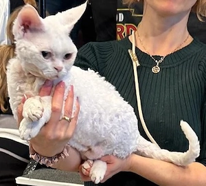 Devon Rex Kitten männlich Bild 9