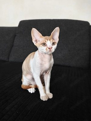 Devon Rex Kitten männlich Bild 2
