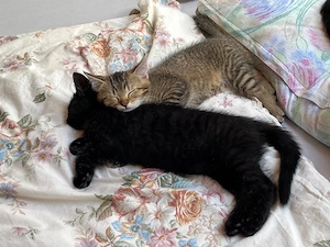 Mischlings Kitten