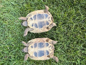 2 Griechische Landschildkröten Testudo Hermanni 07 2022 4 Jahre