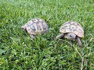 2 Griechische Landschildkröten Testudo Hermanni 07 23 3 Jahre