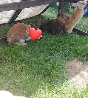 Kaninchen Weibchen 