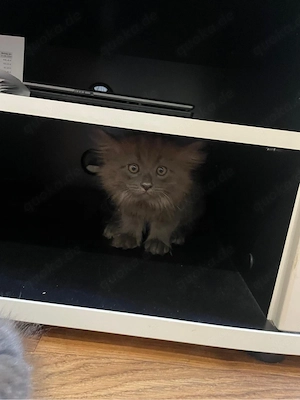 Britisch-Langhaar-Kitten suchen ein liebevolles Zuhause     