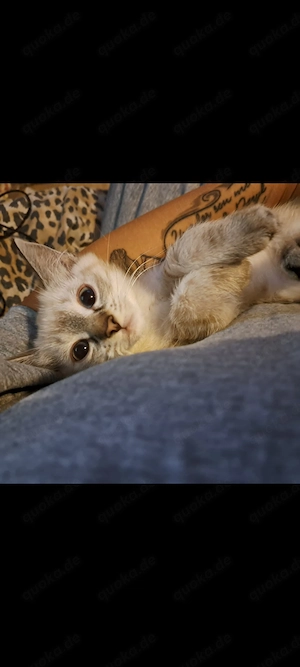 Super süße Kitten abzugeben 