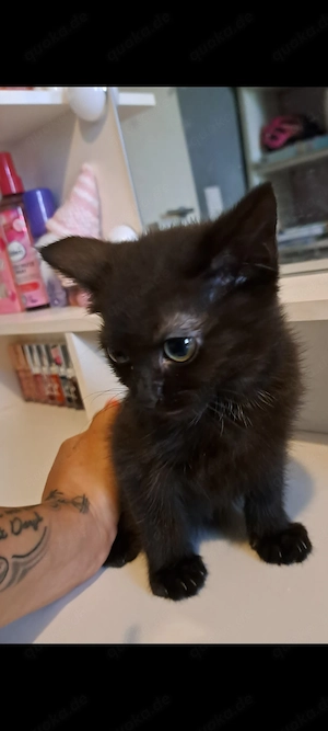 Super süße Kitten abzugeben 