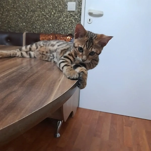 Kätzchen Bengal brown rosetted tabby ab sofort