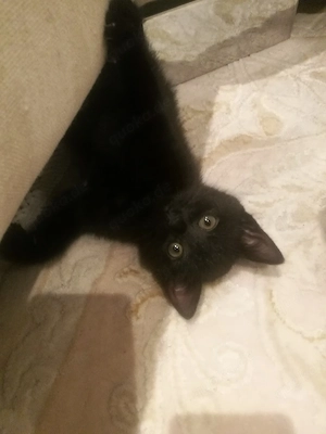 kitten katzen kater