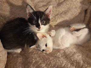 Lebendige Americanshorthairmixkätzchen Bild 9