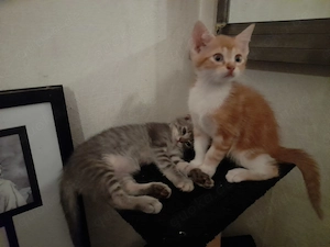 Lebendige Americanshorthairmixkätzchen Bild 3