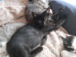 Lebendige Americanshorthairmixkätzchen Bild 7