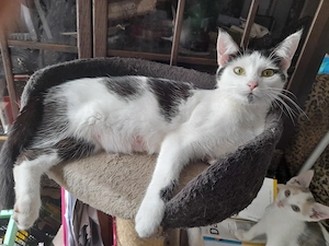 Lebendige Americanshorthairmixkätzchen Bild 6