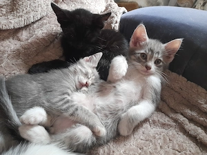 Lebendige Americanshorthairmixkätzchen Bild 8
