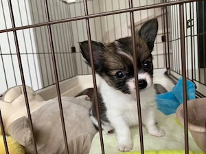 Chihuahua-Welpe