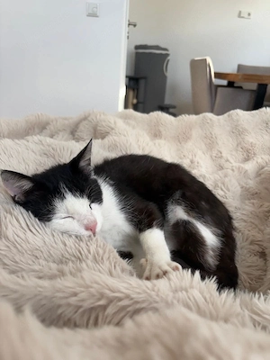 Kuschelbär Leo sucht seine Familie # Tierschutz 