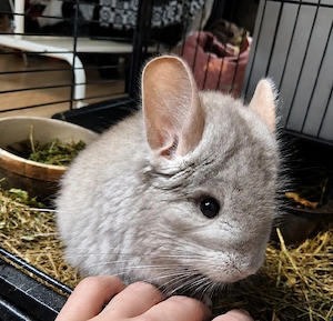 Chinchilla Weibchen sucht neues Zuhause 