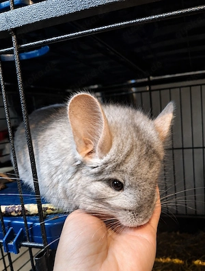 Chinchilla zu abgeben 