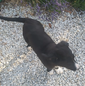 Border Collie Mix Welpe Rüde 4Mon gemütlich ausreisebereit 28.6 