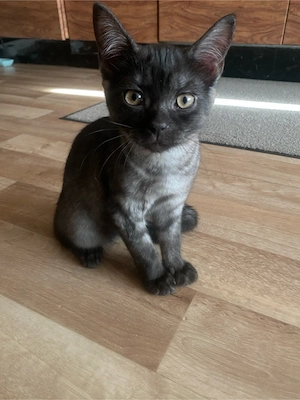 BKH Kitten