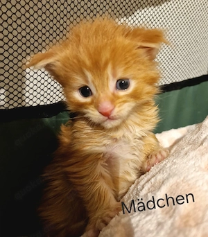 Main Coon Kitten mit Stammbaum