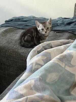 katze zu verkaufen 