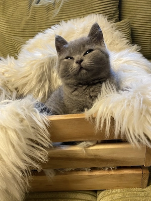 BKH-Kitten, reinrassig, Farbe blue