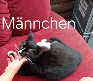 Kleine Süße Katzen zu verkaufen 