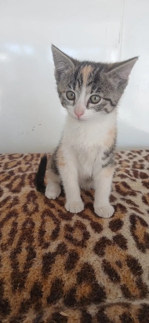 Babykatze, Katzenbaby, Katze, Kitten