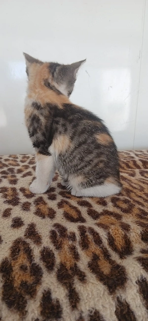 Babykatze, Katzenbaby, Katze, Kitten