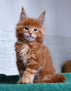 Kastrierte männliche und weibliche Maine-Coon-Kätzchen
