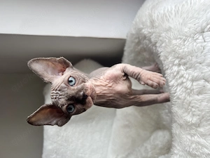 Sphynx-Nacktkatzen ab sofort abzugeben 