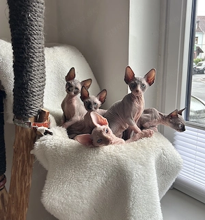 Sphynx-Nacktkatzen ab sofort abzugeben 