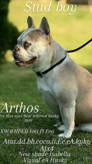 Französische bulldogge deckrüde New shade Isabella blaue Augen
