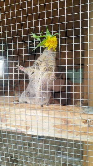 Chinesische Baumstreifenhörnchen 