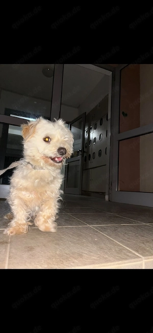 maltese rüde