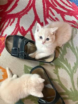 Britisch Kurz Haar Kitten 